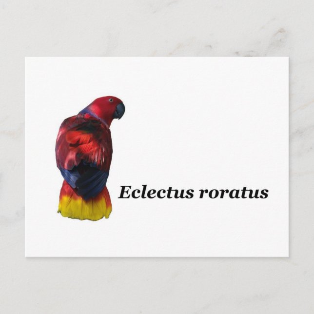 Eclectus roratus postcard (Front)
