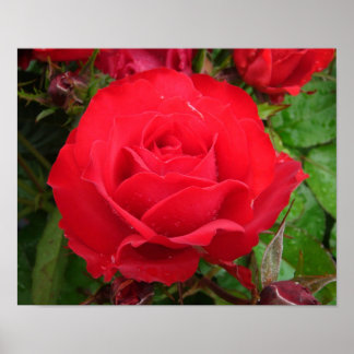 Eclipse King Terrazza Rose Poster