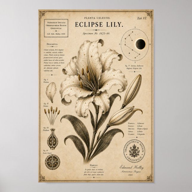 Eclipse Lily Victorian Botanical Museum Print (Front)