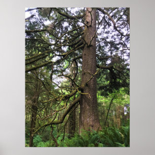 Ecola State Park, Cannon Beach, Oregon Poster