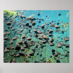 Econfina Creek Tadpoles Poster