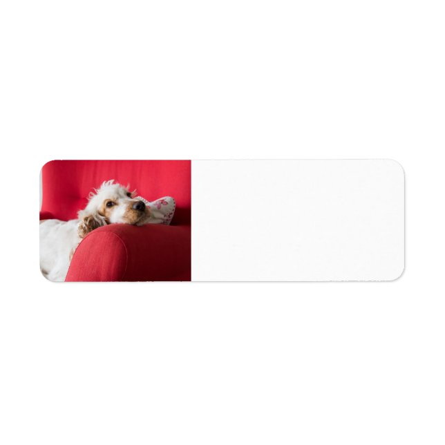 ecs orange and white chillin return address label (Front)