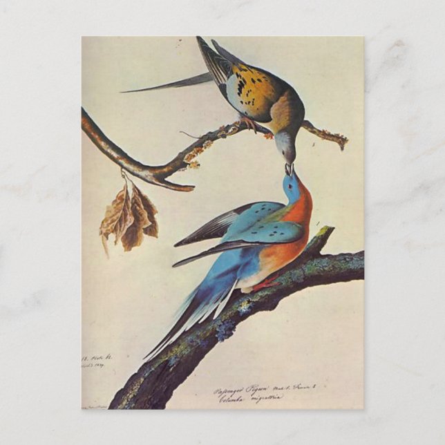 ectopists migratorius ( Passenger pigeon ) Postcard (Front)