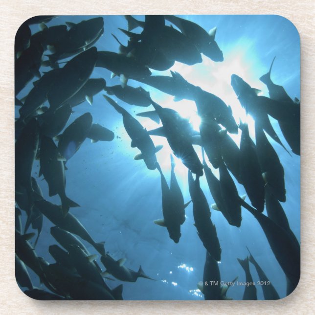 Ecuador, Galapagos archipelago, Wolf Island, Coaster (Front)