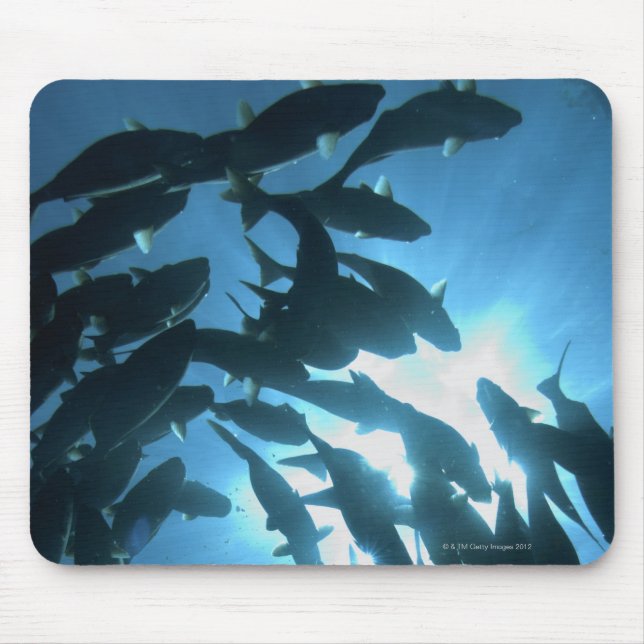 Ecuador, Galapagos archipelago, Wolf Island, Mouse Pad (Front)