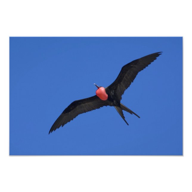 Ecuador, Galapagos. Genovesa Island aka Tower, Photo Print (Front)