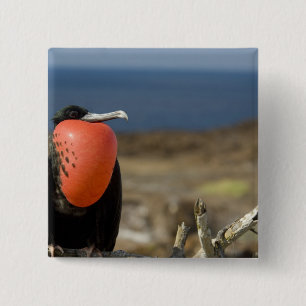 Ecuador, Galapagos, Genovesa Island. Prince 15 Cm Square Badge
