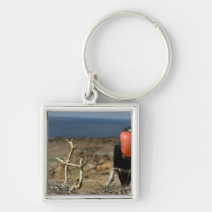 Ecuador, Galapagos, Genovesa Island. Prince Key Ring