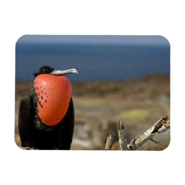 Ecuador, Galapagos, Genovesa Island. Prince Magnet (Horizontal)