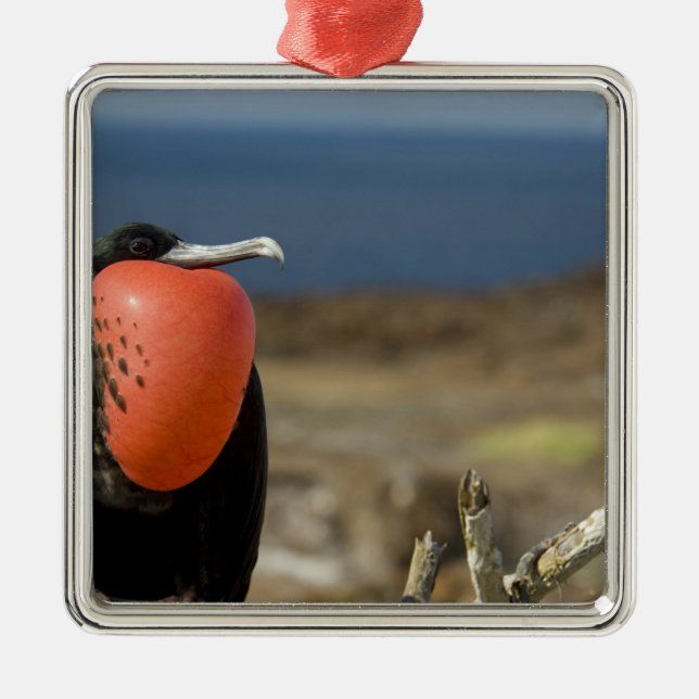 Ecuador, Galapagos, Genovesa Island. Prince Metal Ornament (Front)
