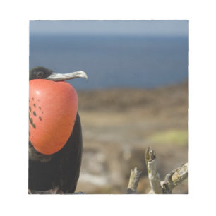 Ecuador, Galapagos, Genovesa Island. Prince Notepad