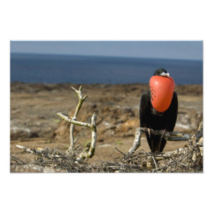 Ecuador, Galapagos, Genovesa Island. Prince Photo Print