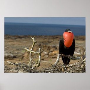Ecuador, Galapagos, Genovesa Island. Prince Poster