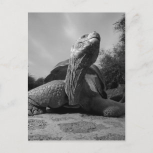 Ecuador, Galapagos Islands National Park, Santa Postcard