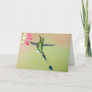 Ecuador Hummingbird with Long Tail Feathers Card