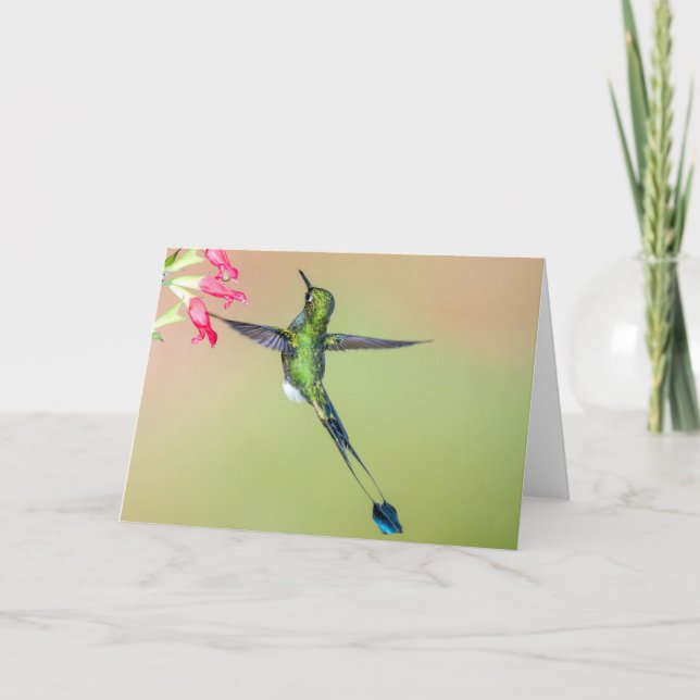 Ecuador Hummingbird with Long Tail Feathers Card (Front)