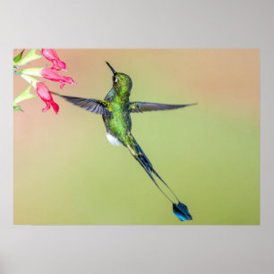 Ecuador Hummingbird with Long Tail Feathers Poster