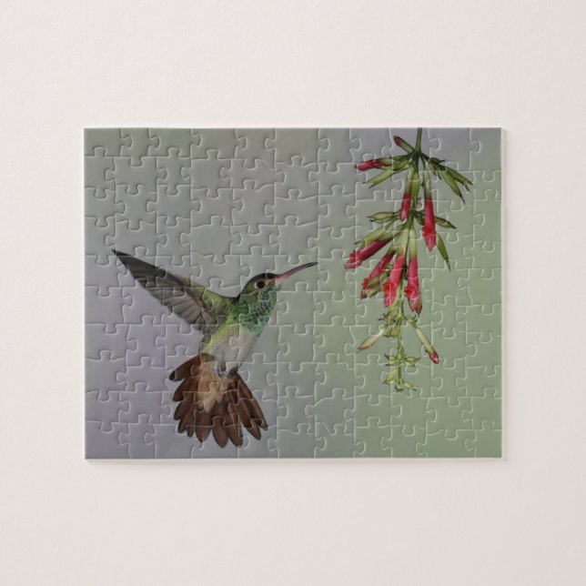 Ecuador, Tandayapa Bird Lodge. Rufous-tailed Jigsaw Puzzle (Horizontal)