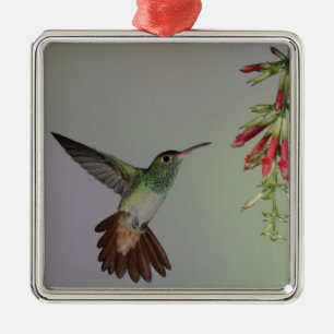 Ecuador, Tandayapa Bird Lodge. Rufous-tailed Metal Ornament