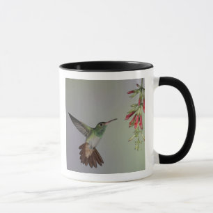 Ecuador, Tandayapa Bird Lodge. Rufous-tailed Mug