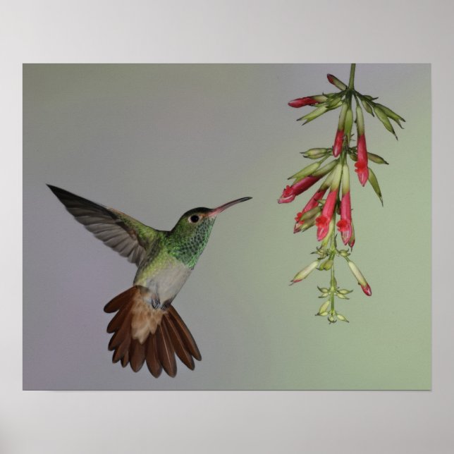 Ecuador, Tandayapa Bird Lodge. Rufous-tailed Poster (Front)