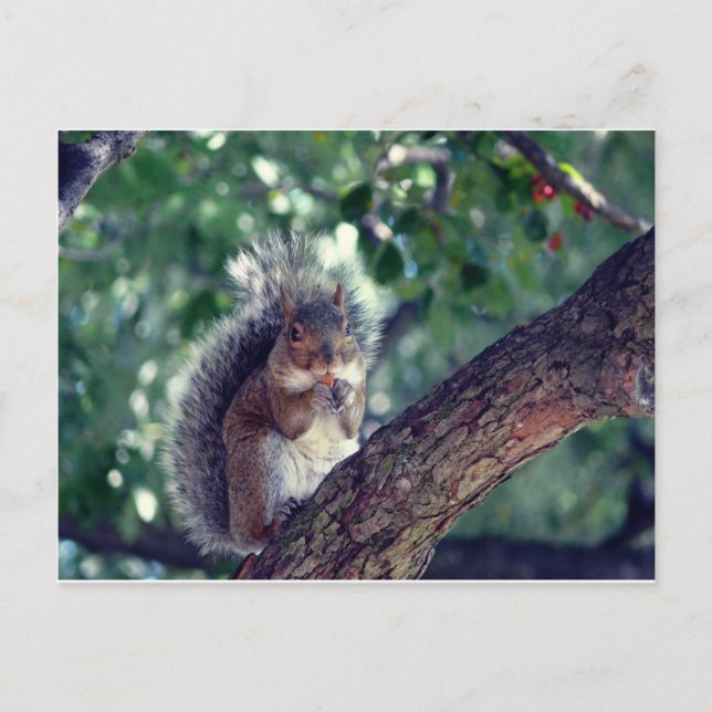 Écureuil Postcard (Front)