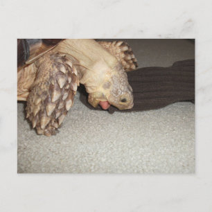 Ed and the Sock, Sulcata Tortoise Bath Mat Postcard