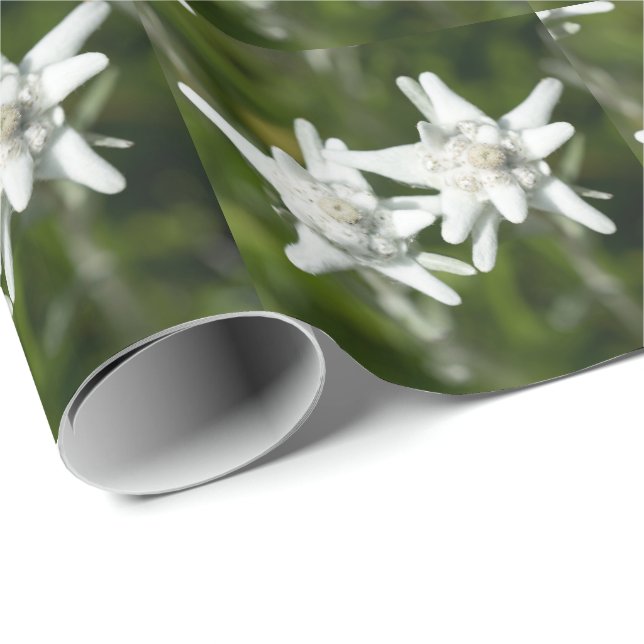 Edelweiss Alpine Flower Wrapping Paper (Roll Corner)