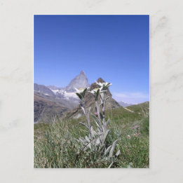 Edelweiss and Matterhorn Postcard