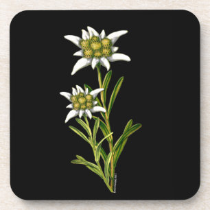 Edelweiss Floral Coaster