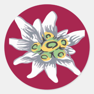 Edelweiss flower classic round sticker