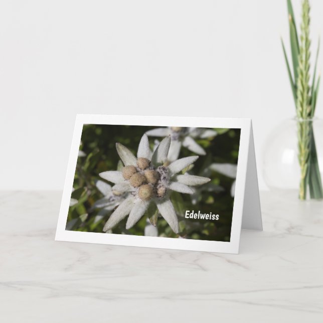 Edelweiss Flower Folded Blank Greeting Card (Front)