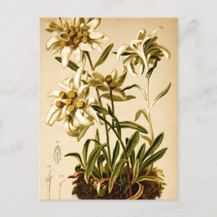 Edelweiss Flowers Vintage Botanical Illustration Postcard
