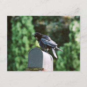 Edgar Allan Crow, postcard