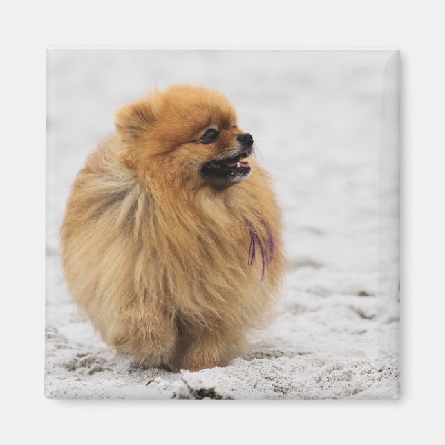 Edgrrrr #3 - Pomeranian Magnet (Front)