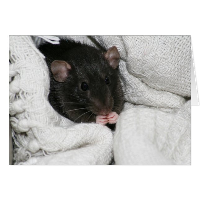 Edgworth The Rat (Front Horizontal)
