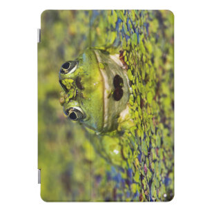 Edible Frog in the Danube Delta iPad Pro Cover