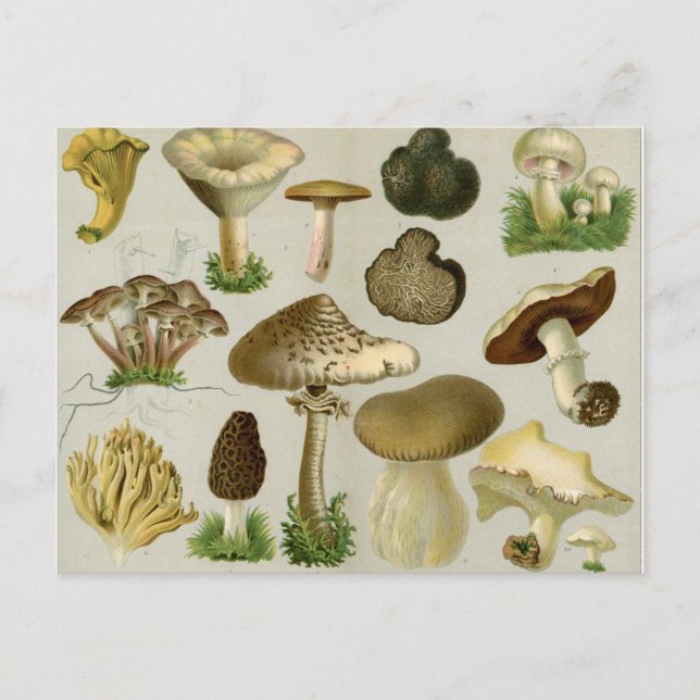 Edible Fungi - Mushrooms and Toadstools Postcard (Front)
