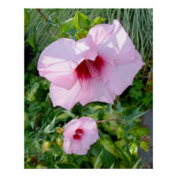 Edible Giant Hibiscus Flower Perfect