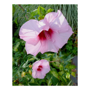Edible Giant Hibiscus Flower Perfect Poster