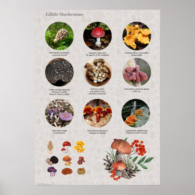 Edible Mushrooms Photos and Illustrations Chart (Front)
