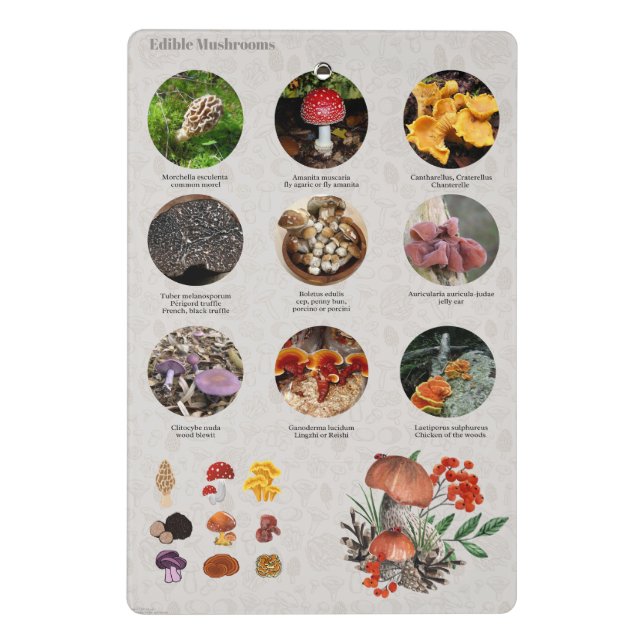 Edible Mushrooms Photos Guide Chart  Mini Clipboard (Back)