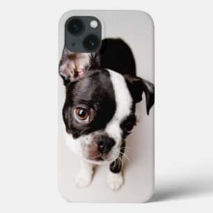 Edison Boston Terrier puppy. iPhone 13 Case