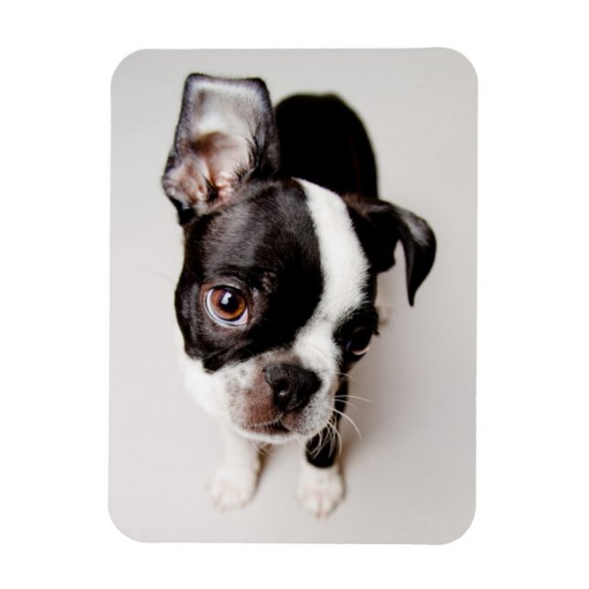 Edison Boston Terrier puppy. Magnet (Vertical)