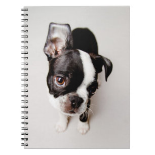 Edison Boston Terrier puppy. Notebook