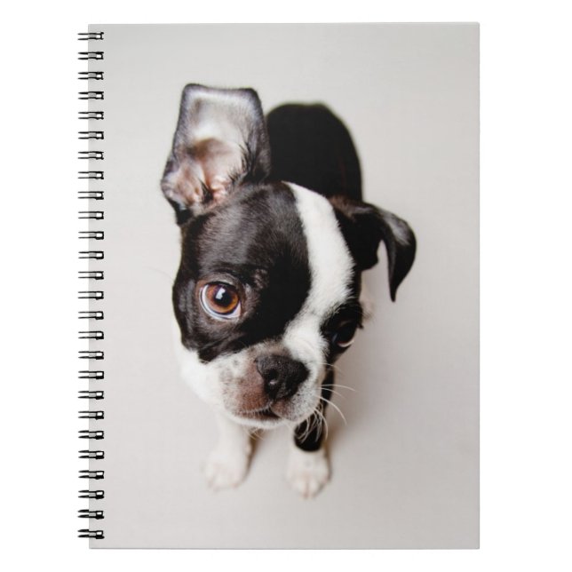 Edison Boston Terrier puppy. Notebook (Front)