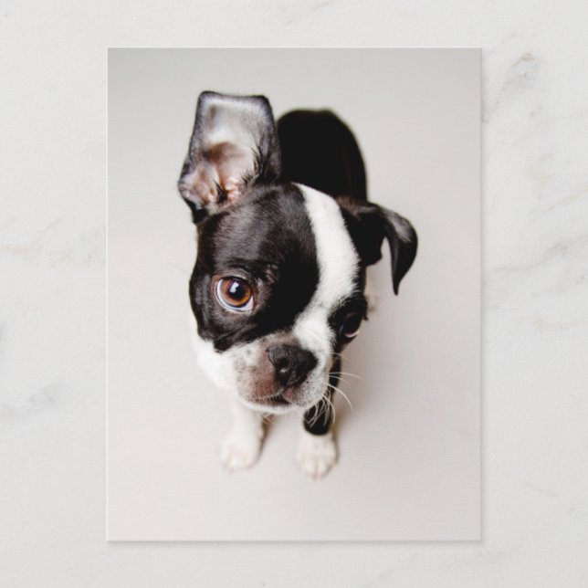 Edison Boston Terrier puppy. Postcard (Front)