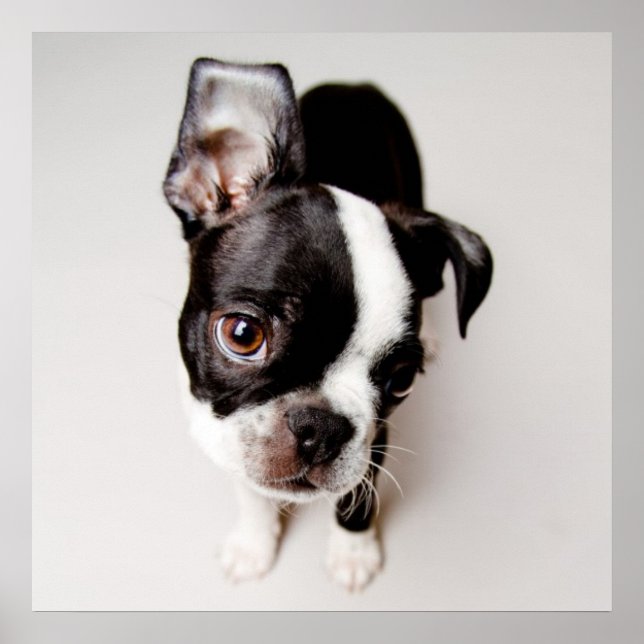 Edison Boston Terrier puppy. Poster (Front)