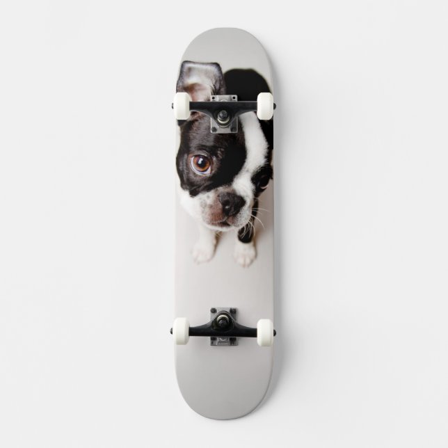 Edison Boston Terrier puppy. Skateboard (Front)