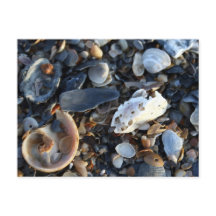 Edisto Beach Shells